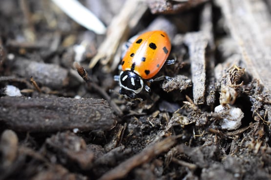 lady bug in soil