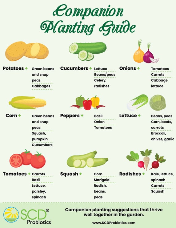 Companion Planting Guide 053023-1