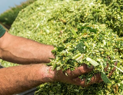 FarmerWithHandsfullofCornSilage-1