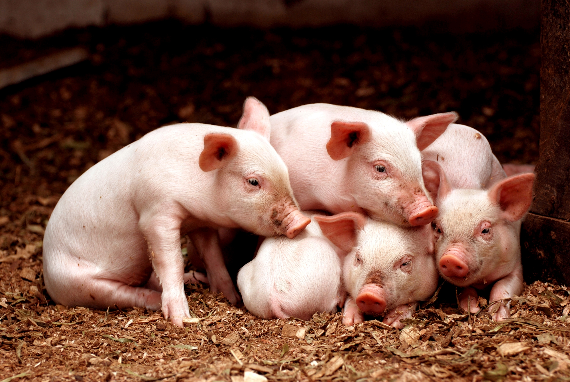 How Probiotics in Swine Feed Improve Swine Health